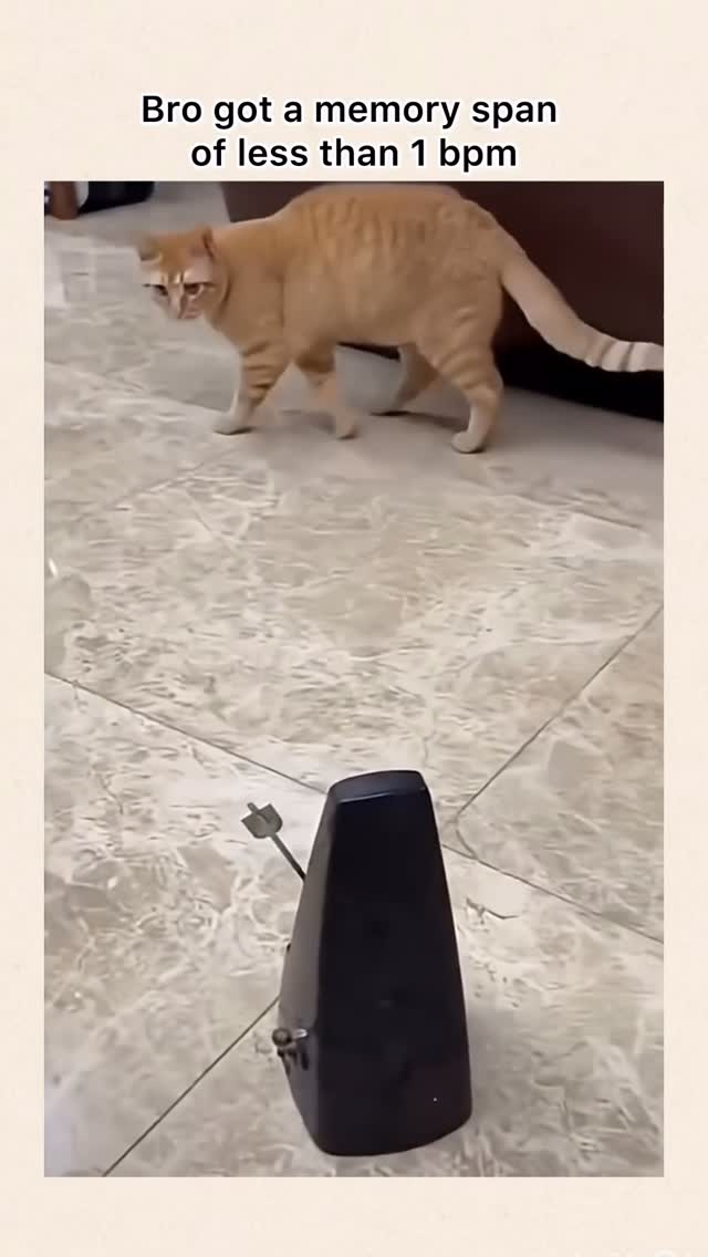 The video is funny because it shows a cat with what looks like a very short memory span reacting to …