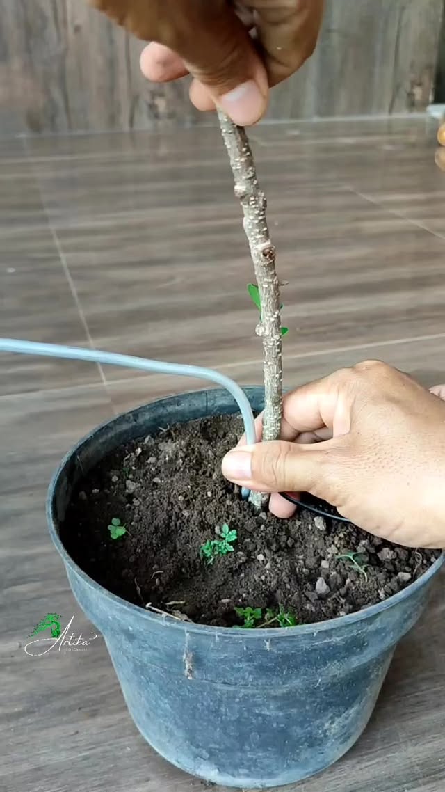 Trying to learn how to bend Ficus Kimeng safely 🌳‼️ #bonsai #bonsaiserut #streblusasper #bonsaiindon…