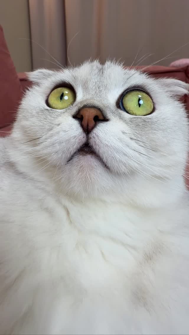 🙀 #cat