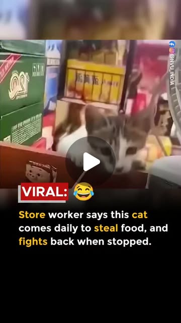 This adorable gray-and-white kitten has turned food theft into an epic daily showdown! In a charming…