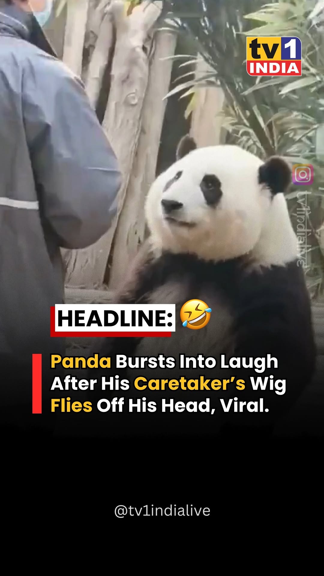 In a hilarious moment caught on camera, a panda burst into what looked like uncontrollable laughter …
