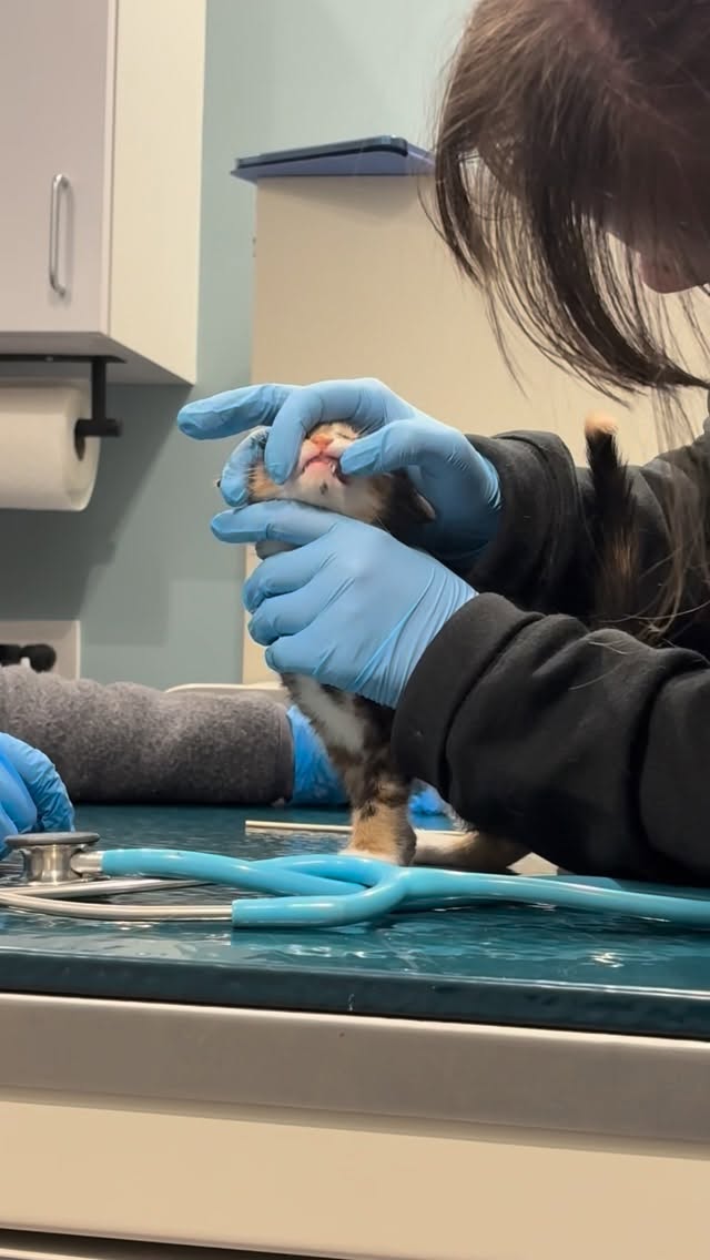 Day 2 marathon vet appointment day! Today was 1 spay apt and 10 wellness exams for kittens. Please e…