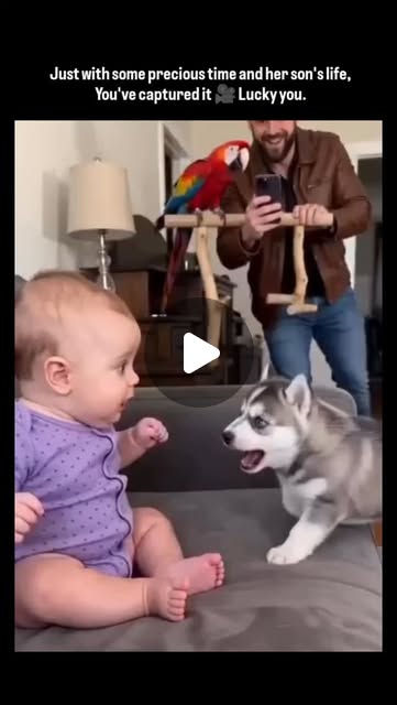 The post by shares a 10-second video of a husky puppy standing on a couch and excitedly barking with…