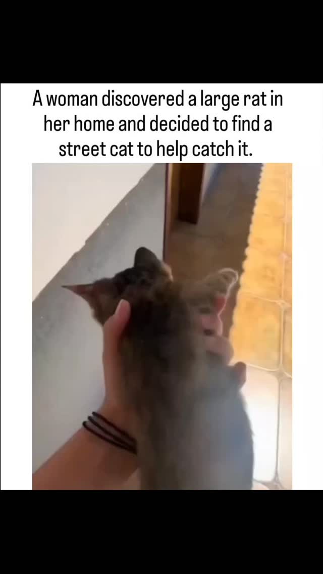 The video depicts a woman in an urban apartment enlisting a hesitant stray kitten for rat exterminat…