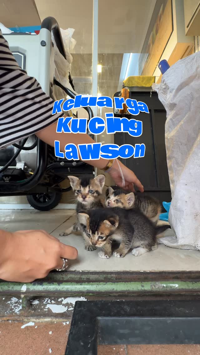 Teman-teman ada yang mau bantu foster mereka ? Lokasi di Bekasi ya.