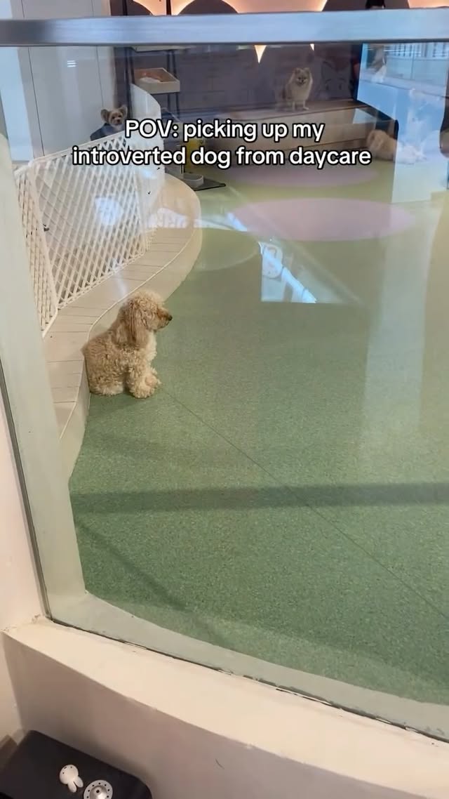 With her back against the wall and everything 😭😂 #dogs #dogsofinstagram #doglife #introvert This vid…
