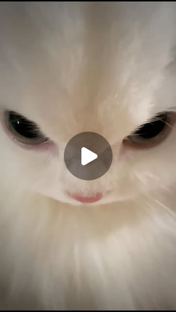 Her love language 😤😁 . . #cat #kitten #cutecat #catlover #clouds