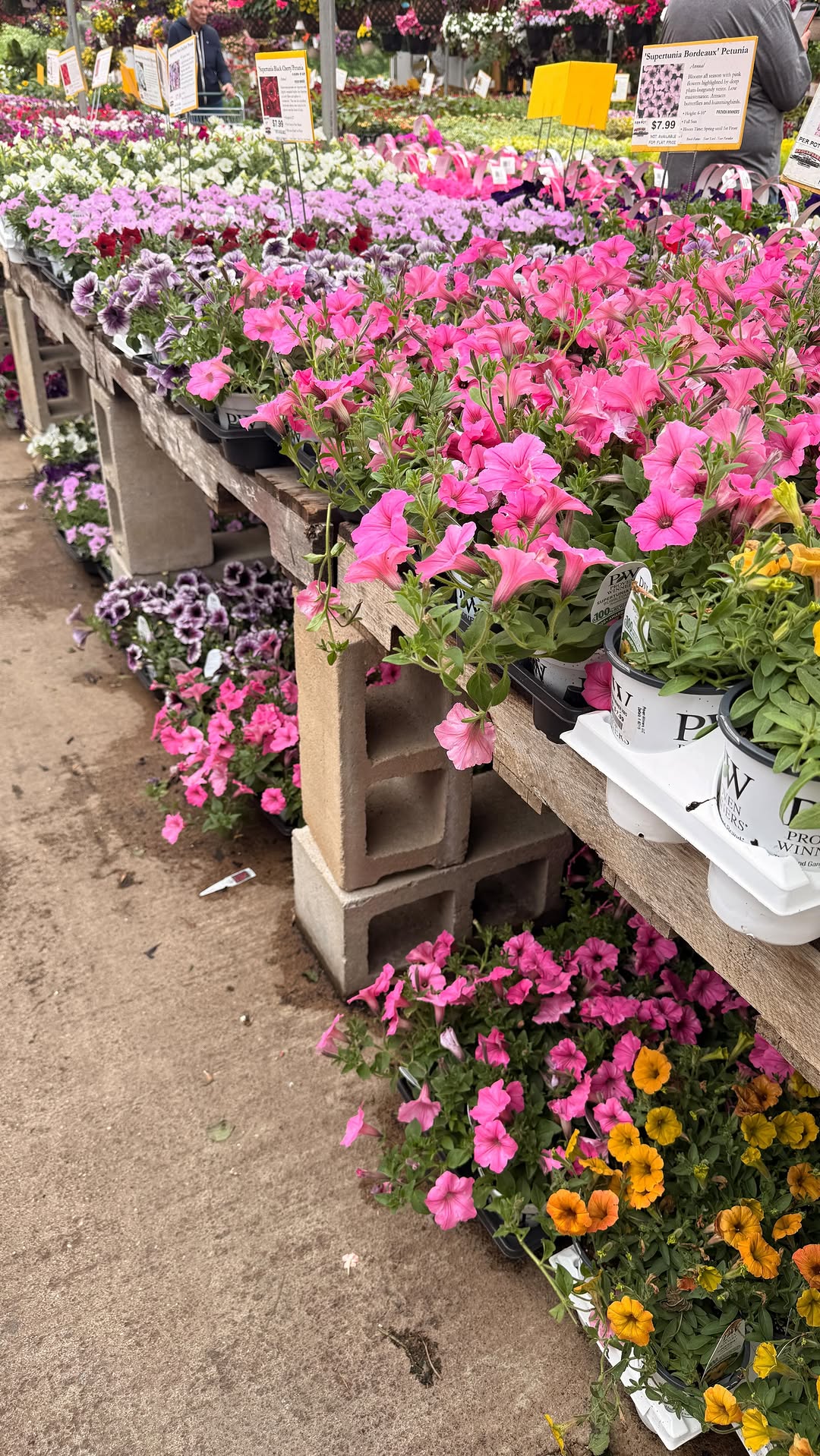 I tried to explain that my plant haul is an investment: Curb appeal AND mental health. #gardening #g…