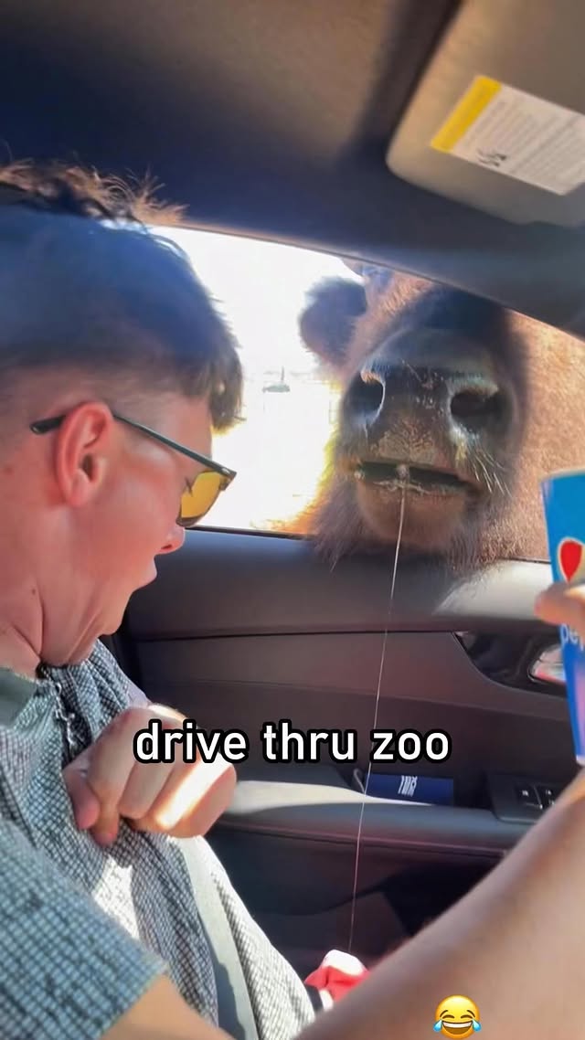 This Ain’t a Safari, It’s Survival Mode#animals #safari #easter #funny #fyp