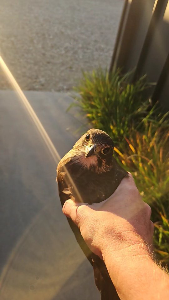 When you get up in the morning and find a rare and endangered Falcon in your bathroom! 😂