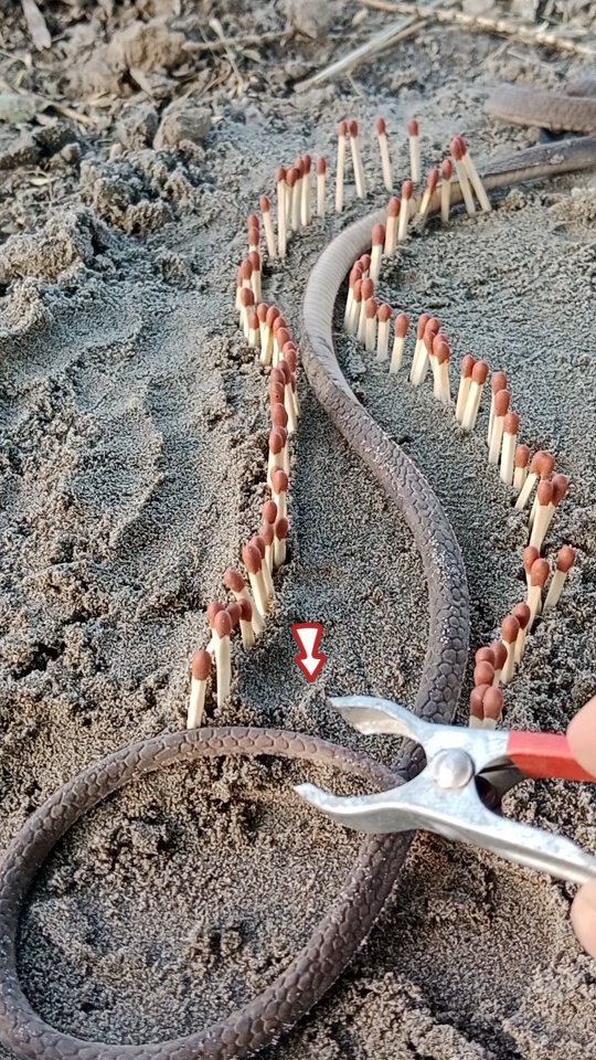 No Voilence its a Rubber Snake this video just entertainment purpose Please subscribe to me