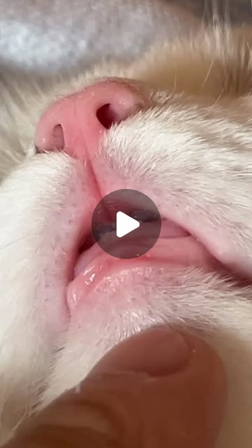 🦷 #랙돌 #고양이