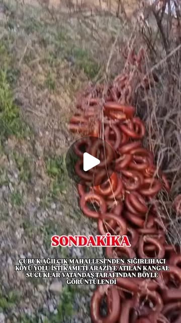 #SONDAKİKA ÇUBUK AĞILCIK MAHALLESİ'NDEN SIĞIRLIHACI KÖYÜ YOLU İSTİKAMETİ ARAZİYE ATILAN KANGAL SUCUK…