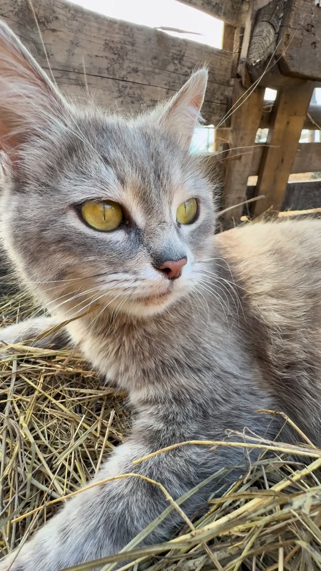 #instagood #instagram #reels #viral #cat 🐈‍⬛😍