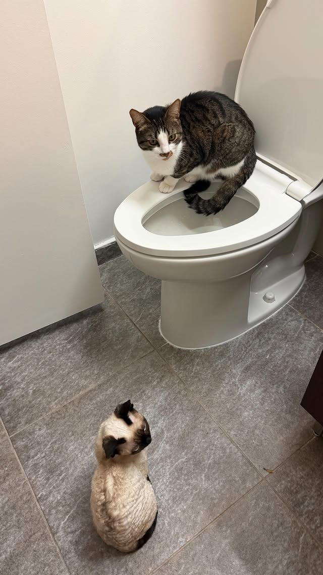 When Oden hears 🎶 Dame más gasolina 🎶 . . . . #toilettrainedcat #catparenting #猫 #funnycatmemes #fyp