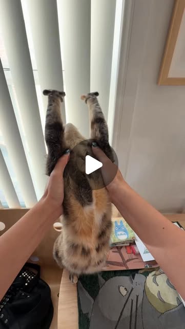 She can probably do a full back bend bridge… #yoga