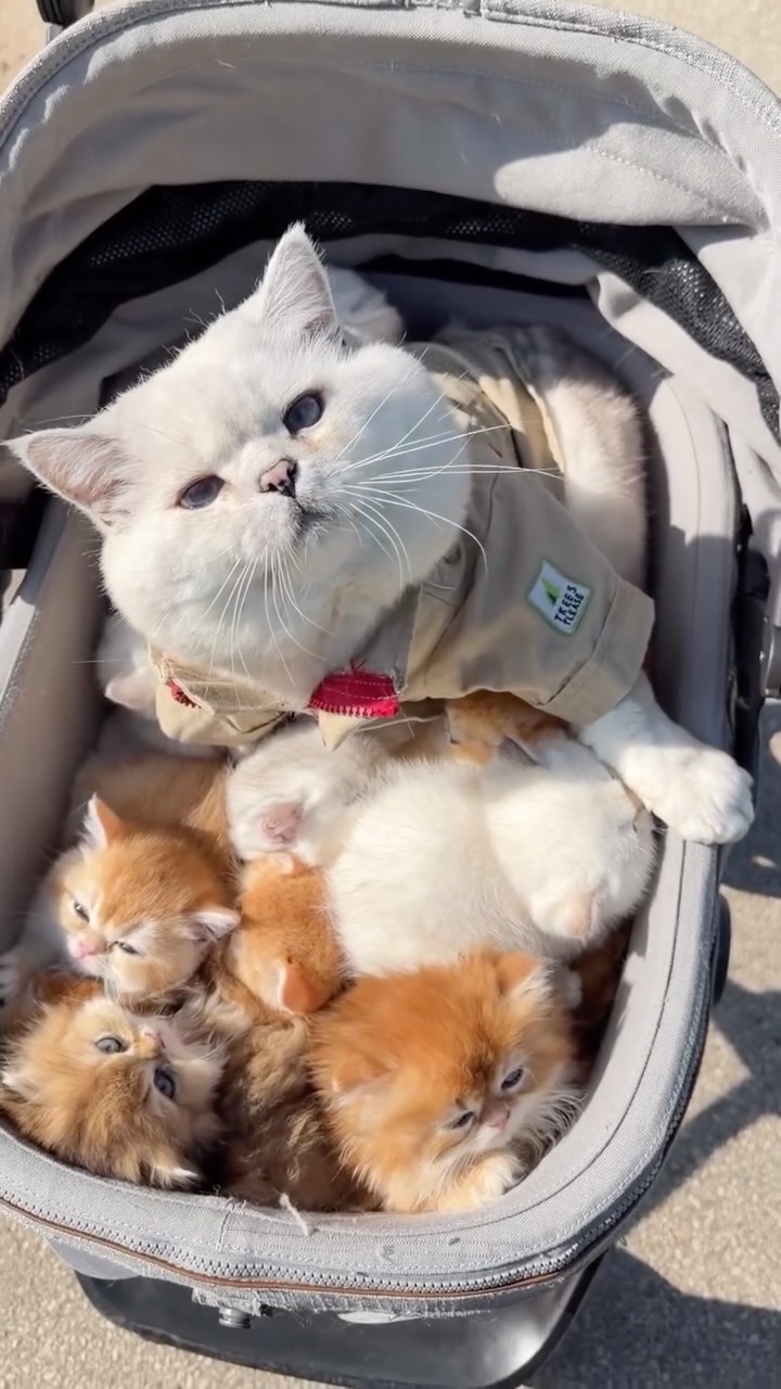 Dad taking his babies on a stroll #cats #kittens #britishshorthair #cutecats #viralreels