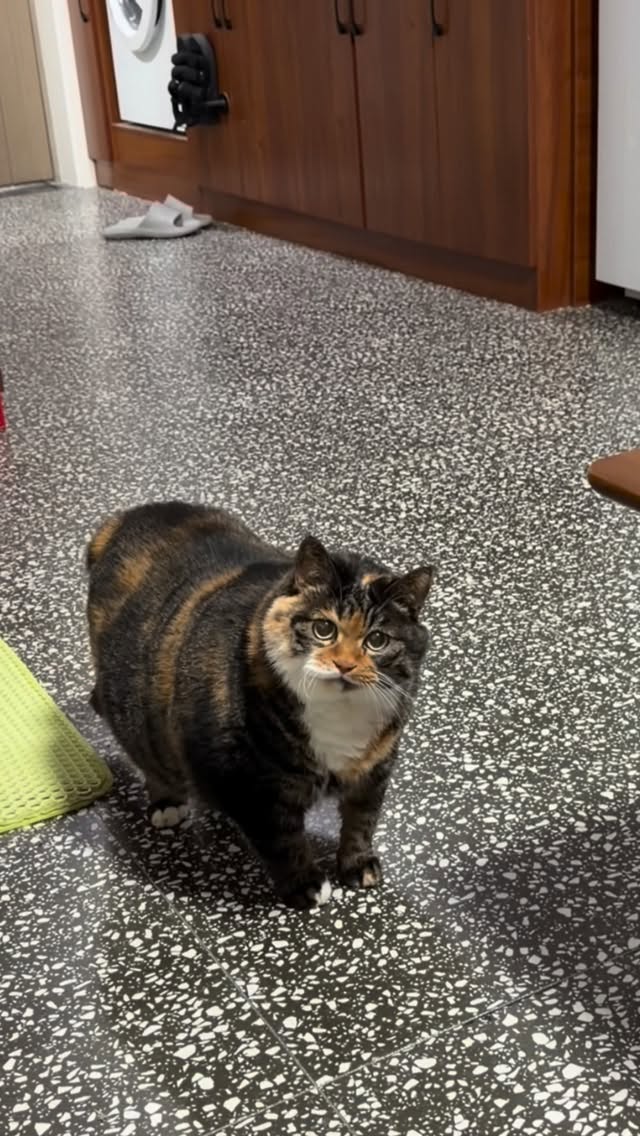 #cat #cats_of_instagram #cats_of_world #catslover #meme