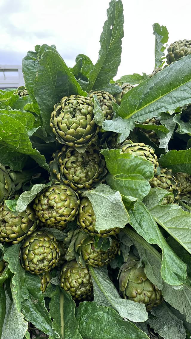 Tarla günlükleri 🧑‍🌾 Tarladan yeni çıkmış, sulu sulu Sakız enginarlarımızı sizin için tek tek hazırl…