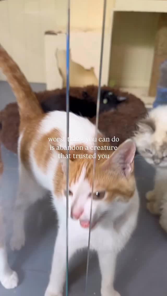 Animals pin