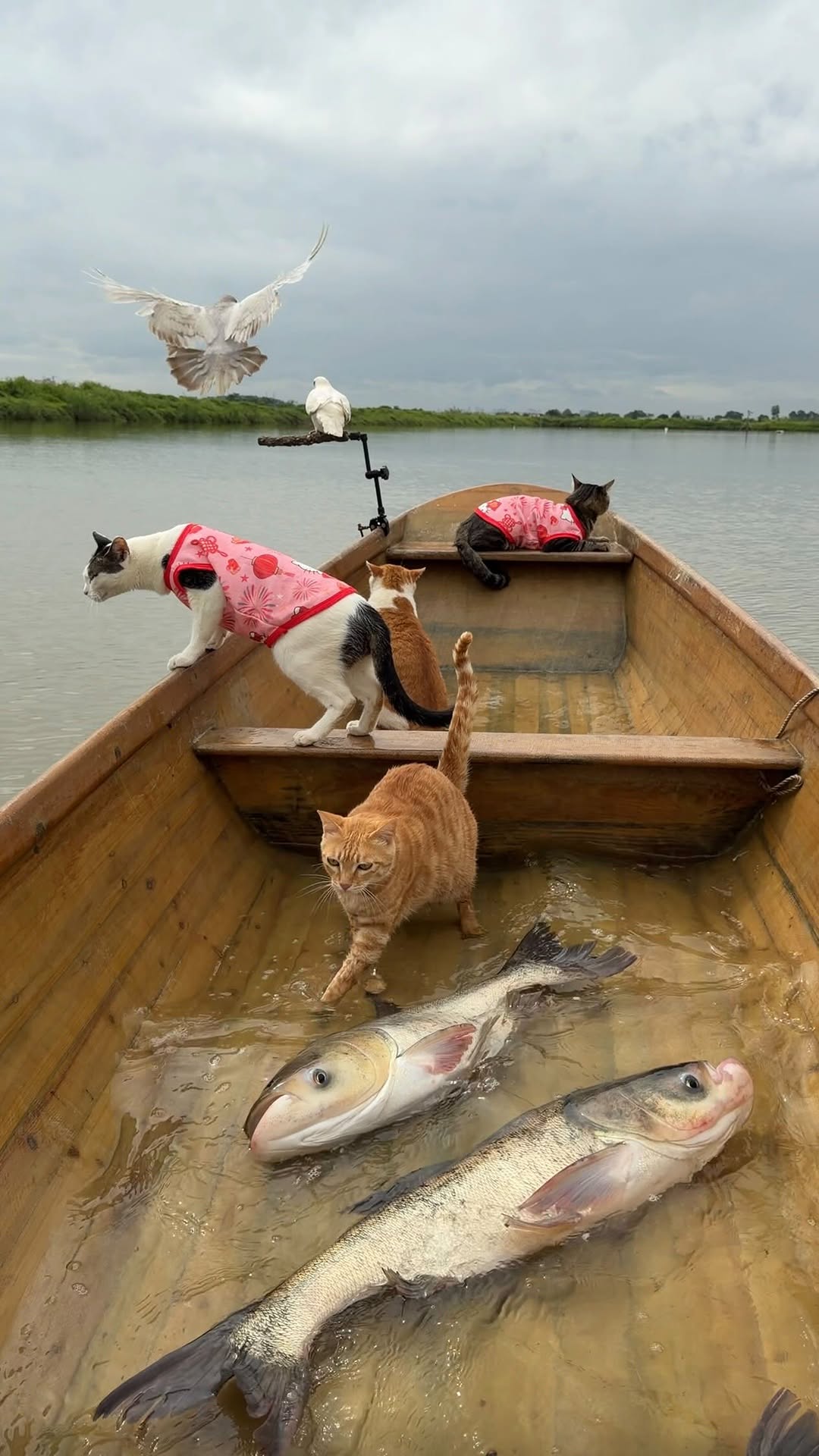 Seaside Tribe’s Fishing Cat