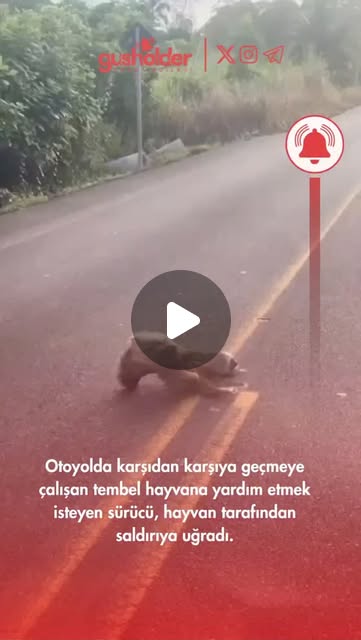 Content pinned by @gusholdernews
