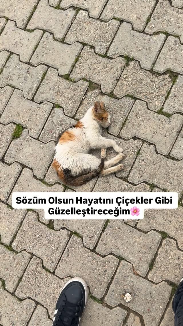 Nereye Gitsem Ne Yapsam Bir Türlü Yardıma Muhtaç Bu Canların Dertleri Bitmiyor Onu Kliniğe Getirdim …