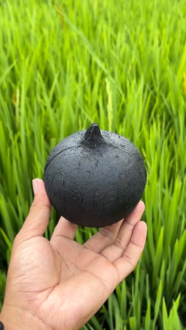 Wow😱 After Burning for Hours… Look Inside This Coconut #coconut #cuttingskills #asmr #rarefruit