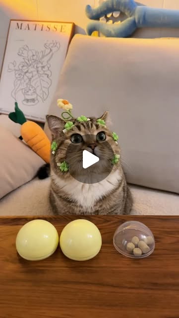 这游戏算是被咪玩明白了 #cats #catmeme #pet #petlife #cutecat