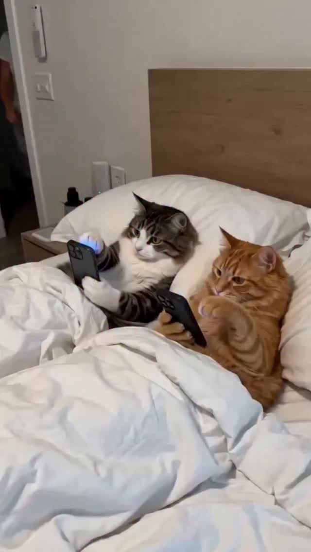"Phones away! 📱🚫" ...Yeah, right! 😂 ​Mom thinks she’s won, but Flauschi and Bella are way ahead of t…
