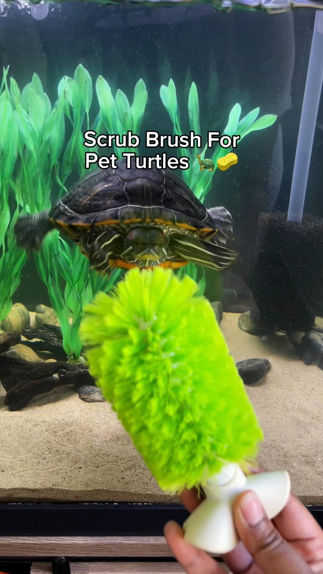 Who knew a regular bottle cleaning brush can be so enriching for pet turtles? 🐢 Share this with a tu…