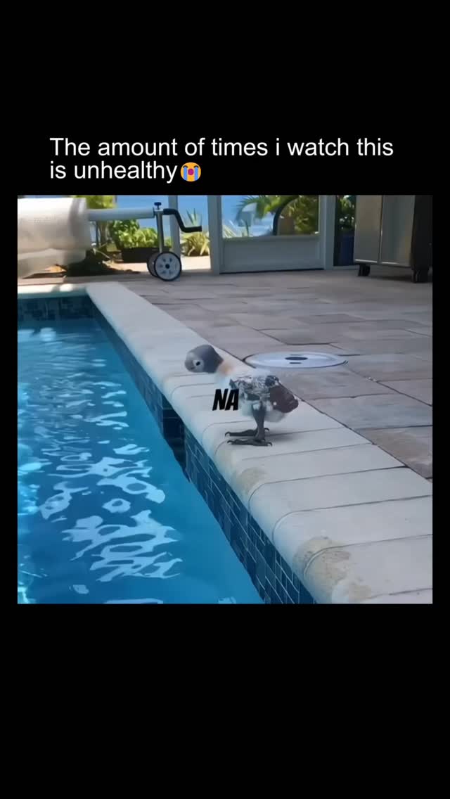 This video in the post is from features a small duck standing confidently at the edge of a backyard …