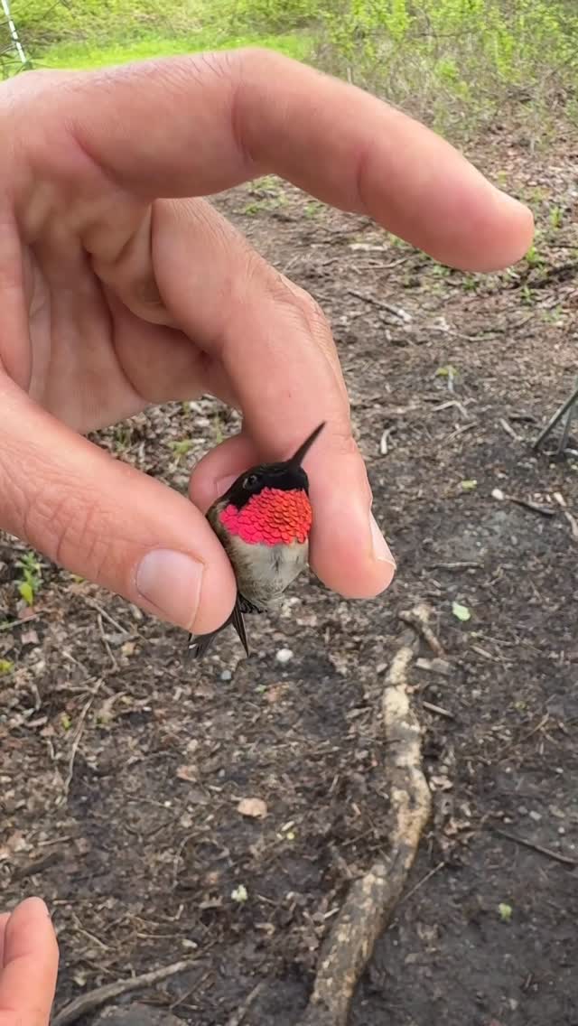 How much does a hummingbird weigh? Little more than a penny! And to think a 3.0 gram bird evolved fr…
