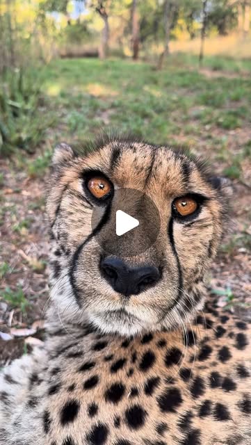 🇬🇧 With @naturallyneighbours, we’d like to introduce you to Pemba. He stands out instantly with his …