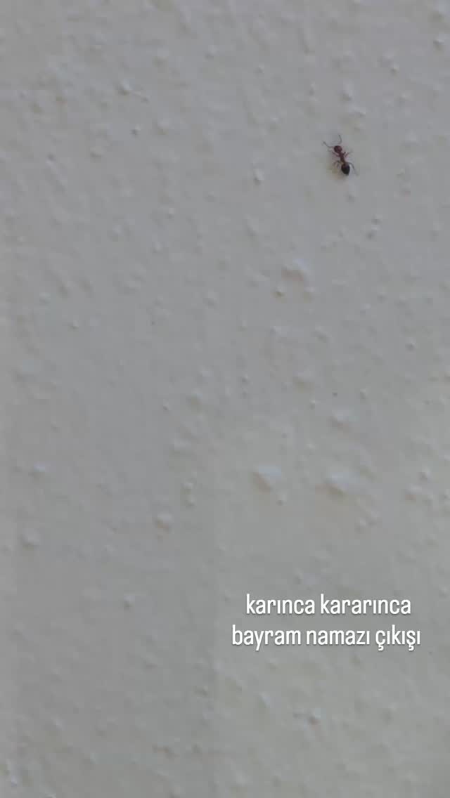 #kurbanbayramı