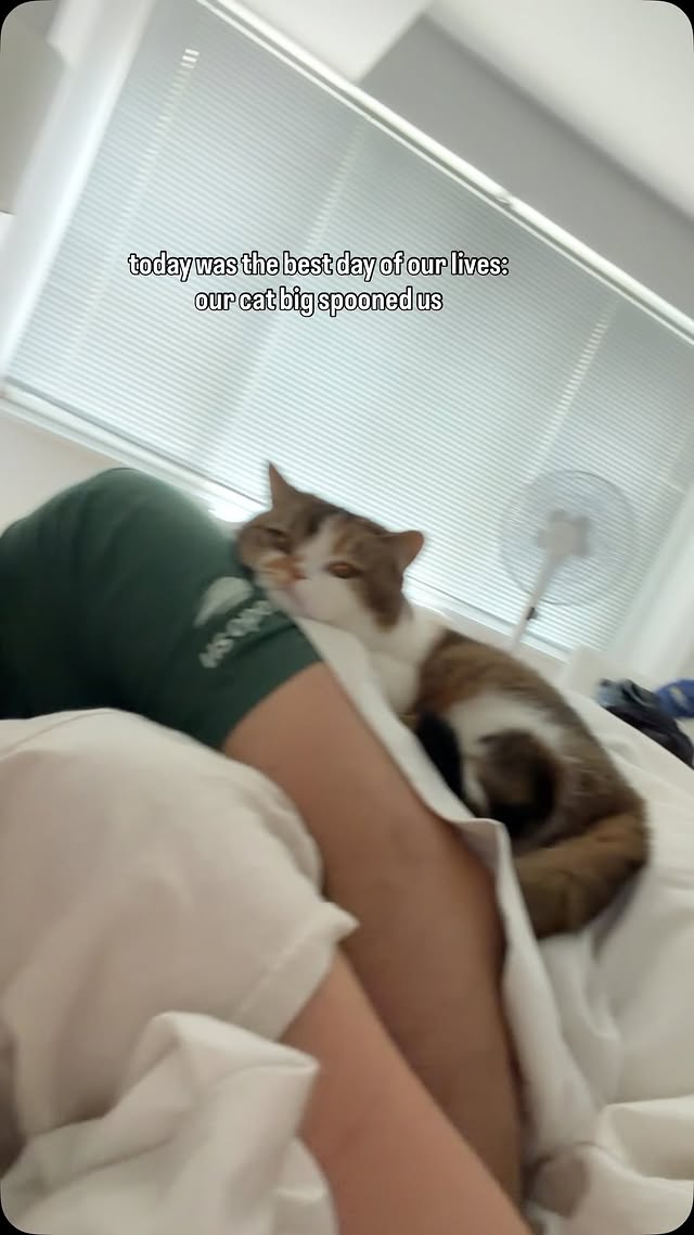 That wee chin 😭 #cats_of_instagram #cutecat #cuteanimals #catoftheday #catvideos