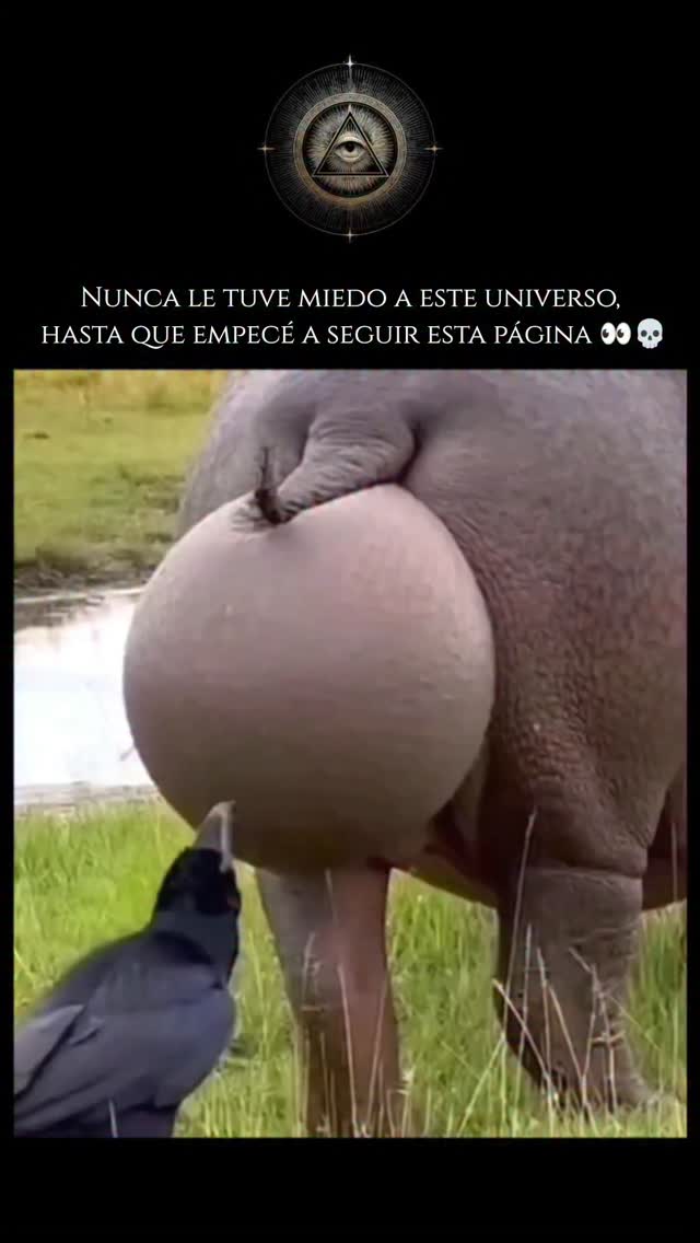 El hipopótamo (*Hippopotamus amphibius*) es uno de los mamíferos terrestres más grandes y pesados de…