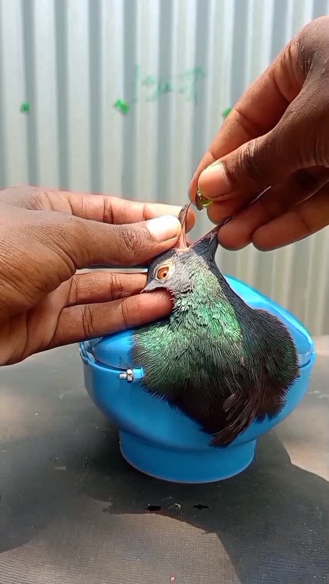 ​How to Use E-Cup Vitamin for Pigeons to Increase Egg Fertility 💊 #pigeon #shorts #treatment