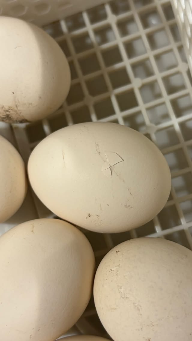 Egg-stra egg-cited about whatever comes out of this incubator! 🦚🐣🥚
