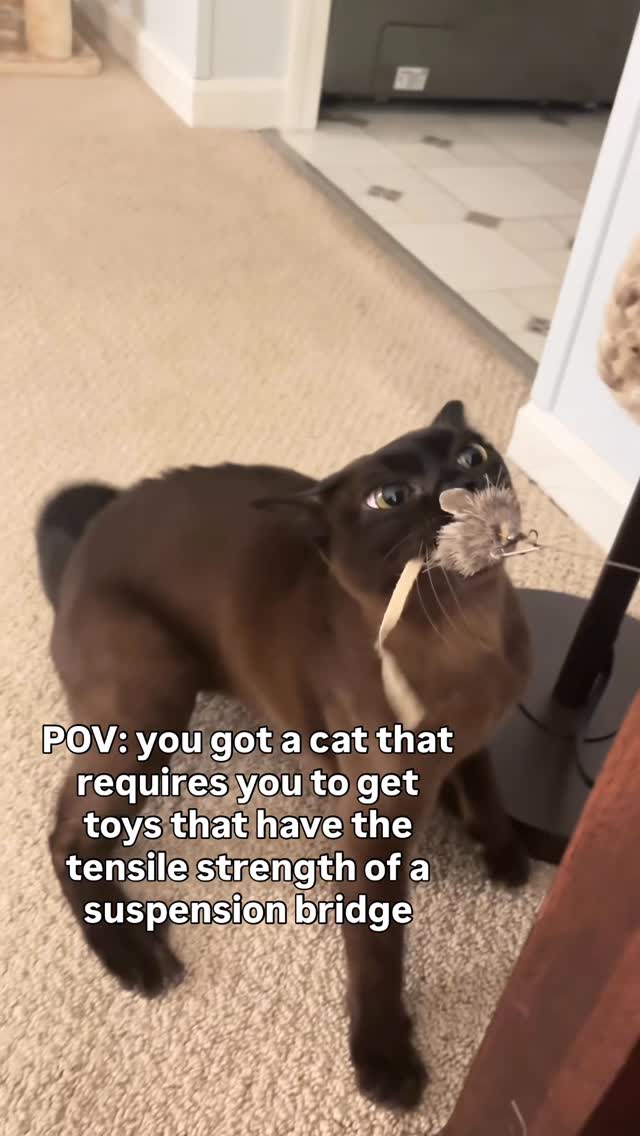 Another session of Simon vs the string toy (link to this one in our bio!). He tries a few different …