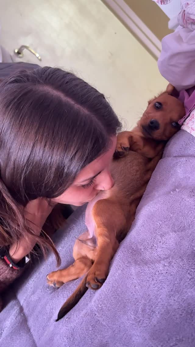 🥹🥹💗💗💗 Credit : @agus.cannizzo And TikTok : agus.cannizzo DM for Credit or Removal #sausagedog #dogsl…