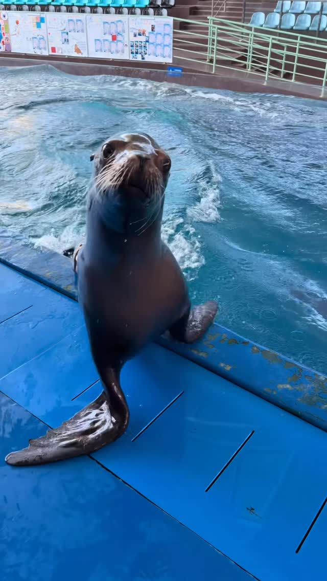 Reggie Out Here Surfing Today#sealion #funnyanimals #reggie