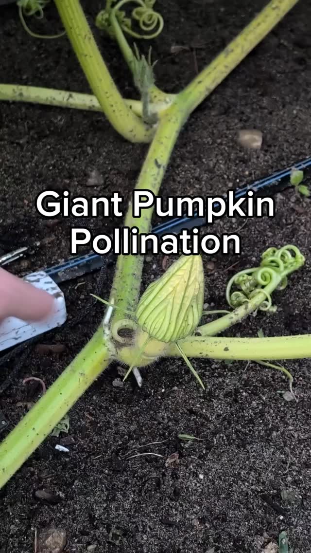 maybe she'll be 100lbs by the end of the month 🎃 #giantpumpkin #gardening #plants #asmr