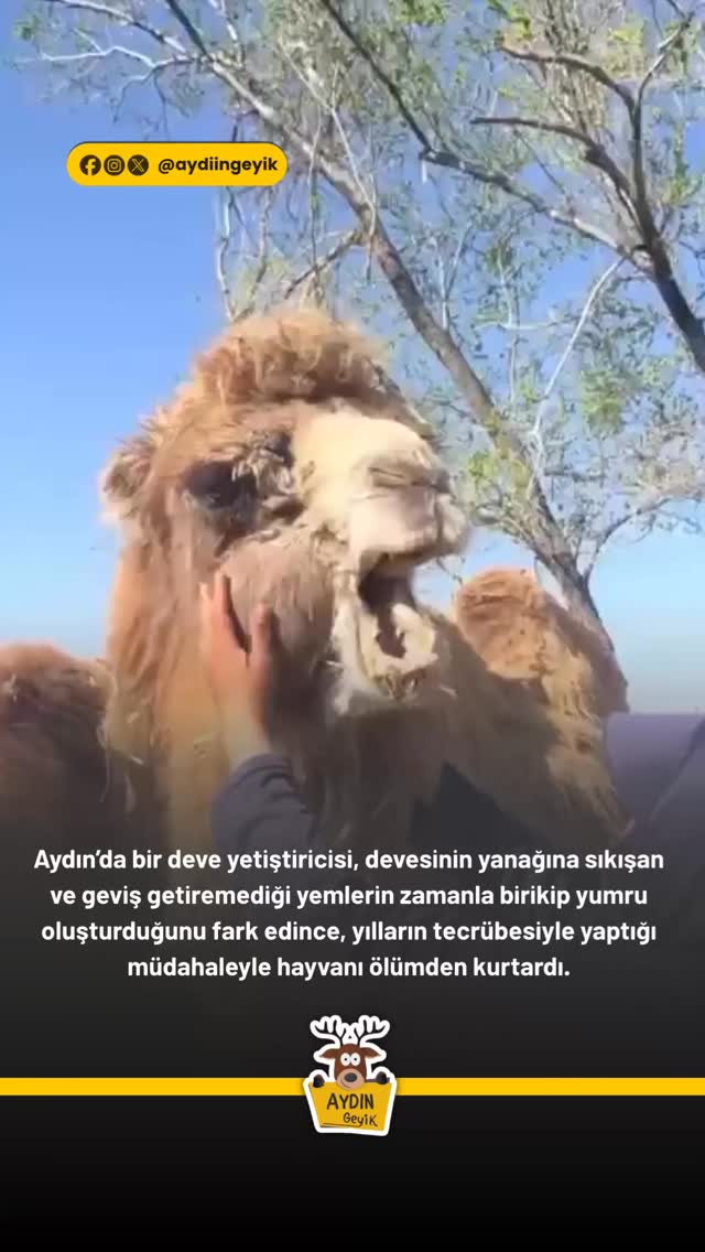 Animals pin