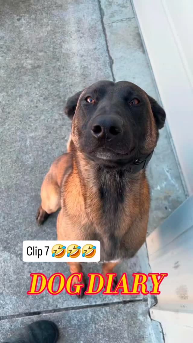 Belgian Malinois really are the best dog breed. Such a personality 🤣 Once again zelda is famous.. Pl…