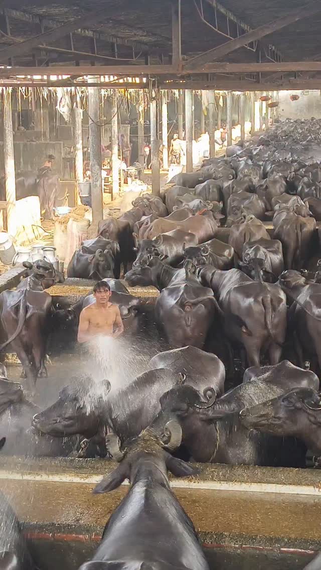 #🐂🐂🐂👍🐂 ✔️