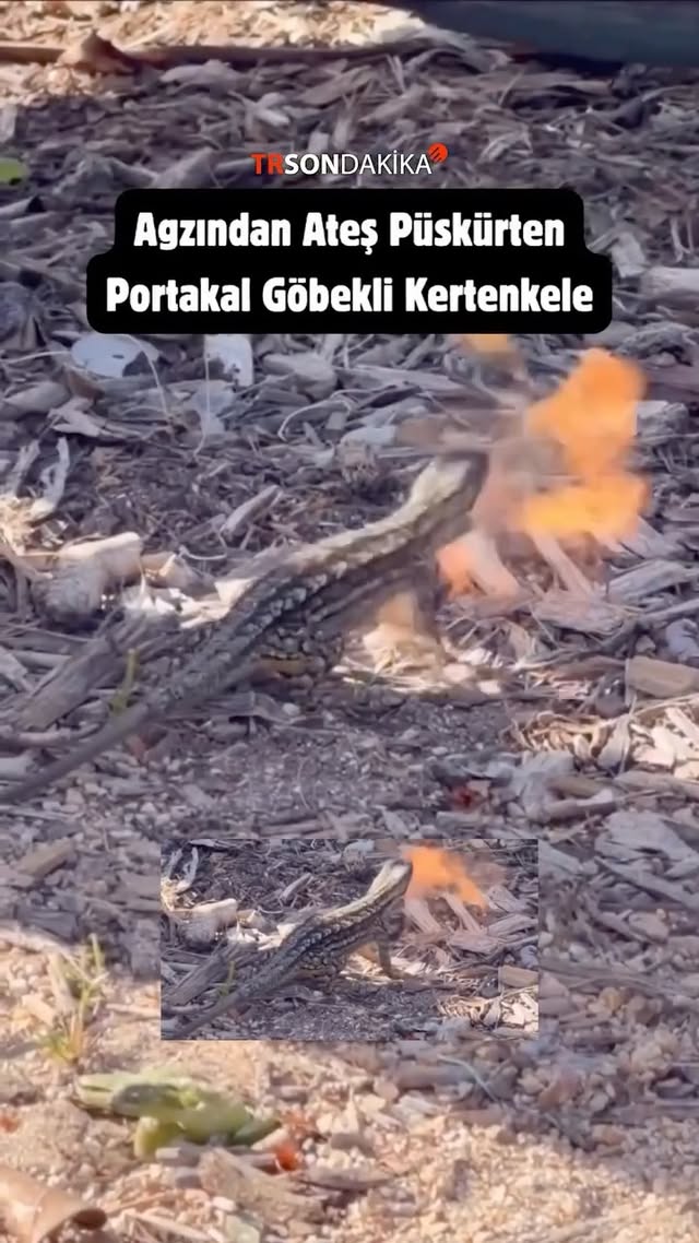 Los Angeles’ta, dünyada son 25 tane kalan “portakal göbekli kertenkele” görüntülendi! Amerika Birleş…
