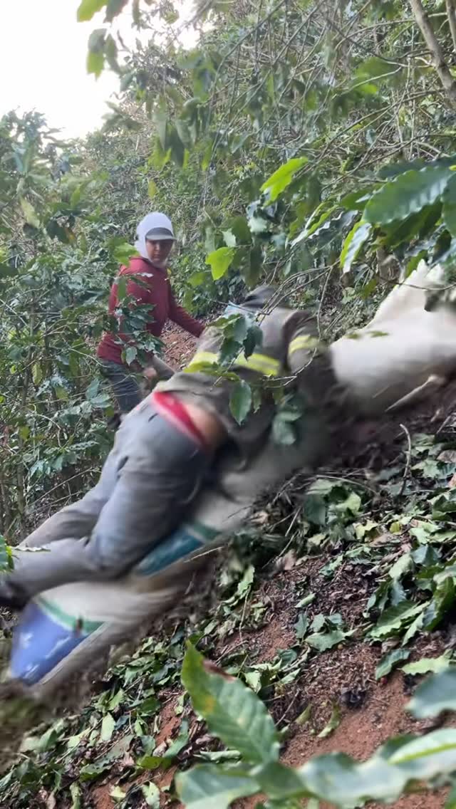 Mais um dia normal na panha de café 😅 #agro #roça #cafe