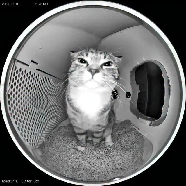 Why are you staring at me like this? Did you catch me watching you?#homerunpet #selfcleaninglitterbo…