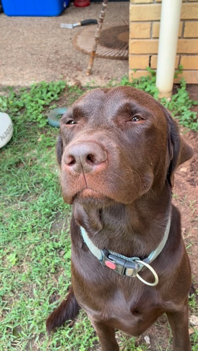 Jackie did a little gardening for me😂🐶😂🐶😂 #dog #dogsofinstagram #dogs #labrador #chocolatelab